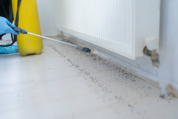 Best Flea Control Services  in Emmitsburg, MD